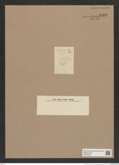 Cyclostella sp. (de-Toni-Nr.: Genus 216) Zeichnungen Sammlung Grunow Nr. 9362 (NHMW-BOT-W0379189)